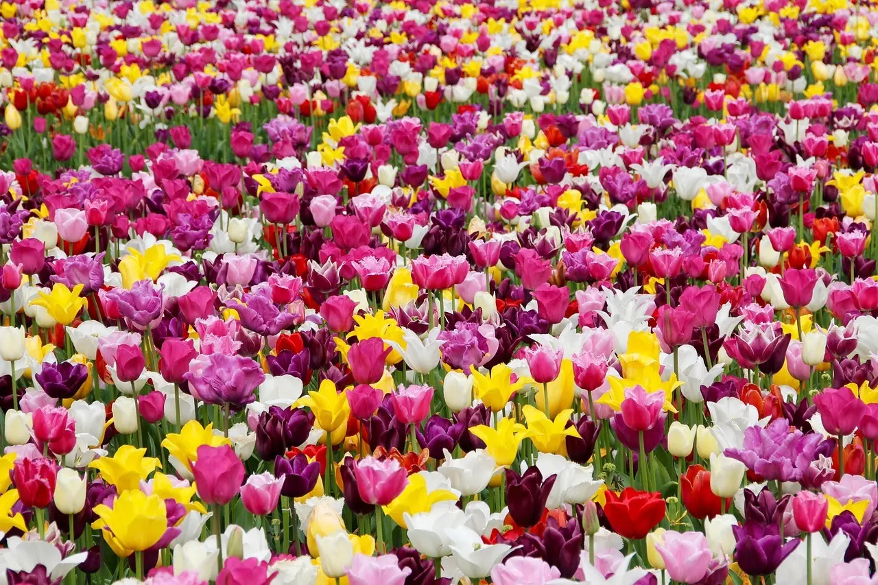 Farverige tulipaner i blomstereng