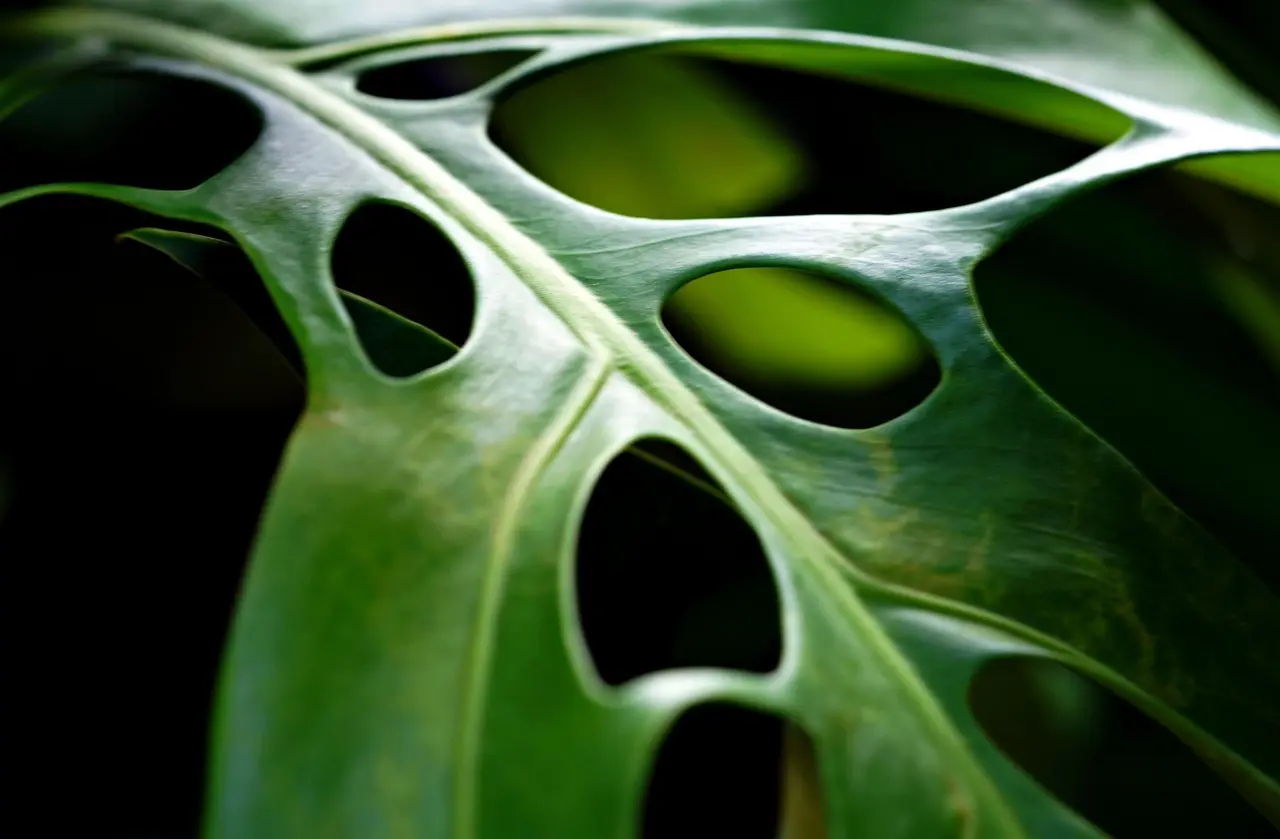 Grønt som designgreb: Planter, plantevægge og potter der løfter indretningen